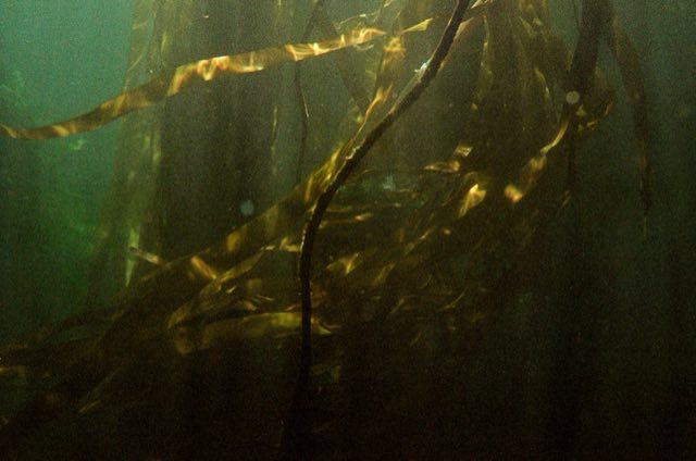 Victoria, BC. Nikonos bajo el agua, entre el kelp, septiembre 2026