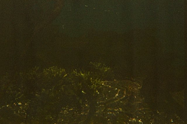 Victoria, BC. Nikonos bajo el agua, entre el kelp, septiembre 2026