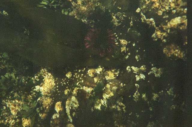 Victoria, BC. Nikonos bajo el agua, entre el kelp, septiembre 2026