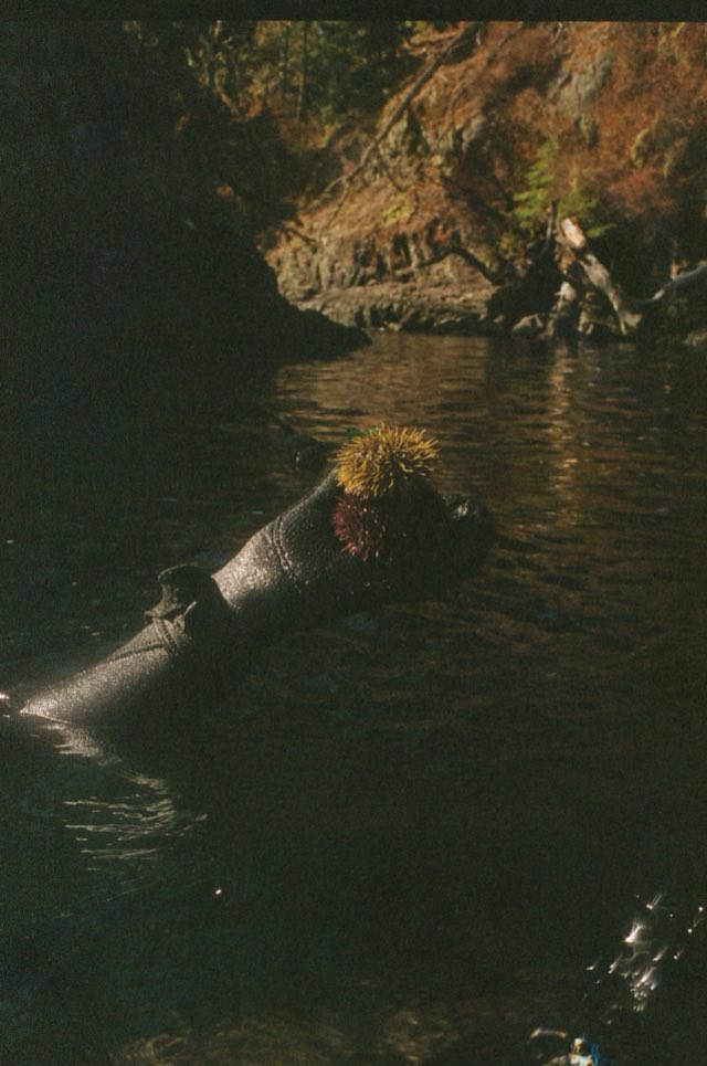 Victoria, BC. Nikonos bajo el agua, entre el kelp, septiembre 2026