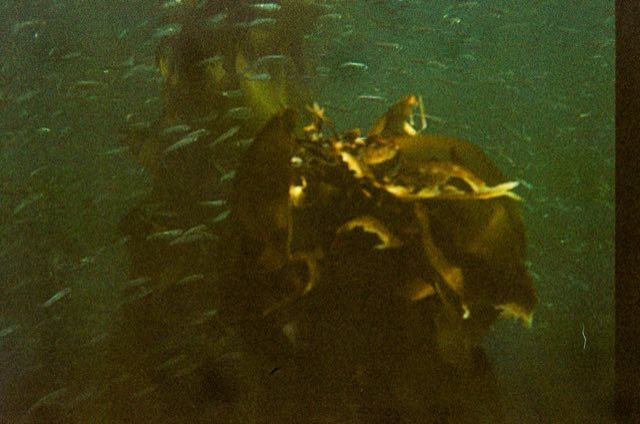 Victoria, BC. Nikonos bajo el agua, entre el kelp, septiembre 2026