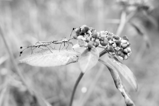 La Cruz de Alajuelita en blanco y negro, Nikon Z fc