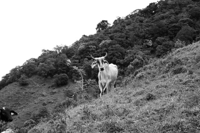 La Cruz de Alajuelita en blanco y negro, Nikon Z fc