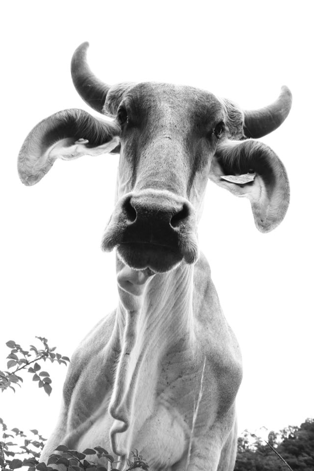 La Cruz de Alajuelita en blanco y negro, Nikon Z fc