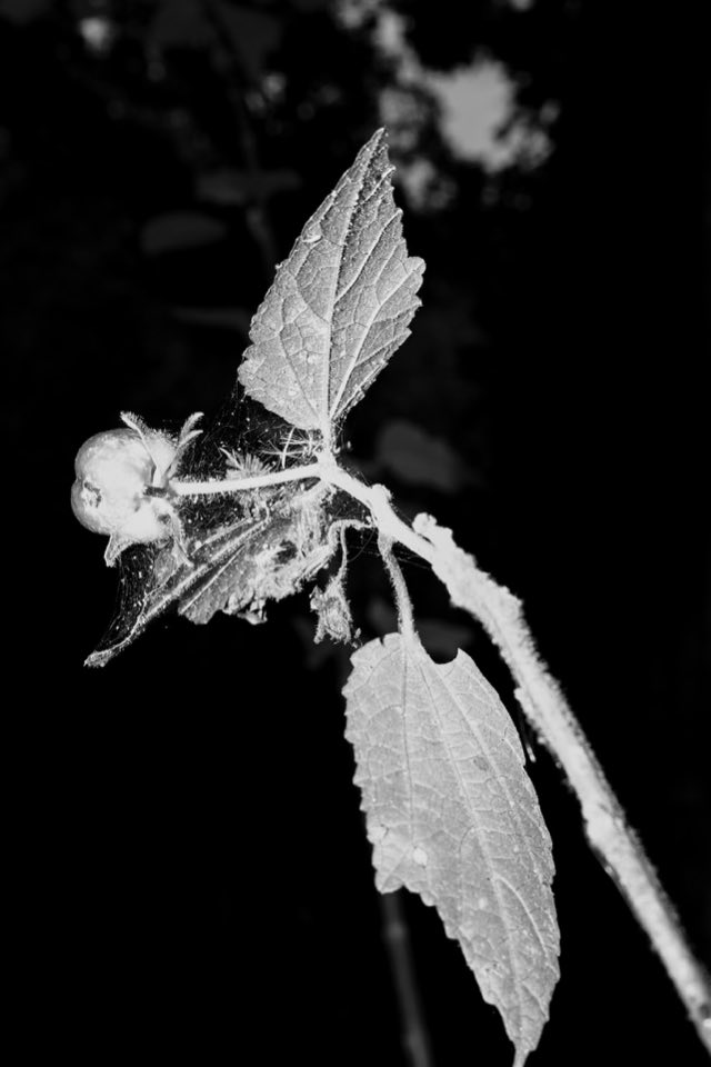 Flash Trails, el bosque de noche con flash, Nikon Z fc