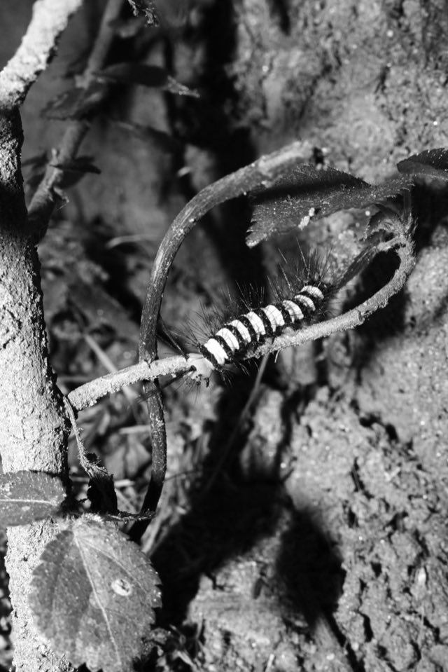 Flash Trails, el bosque de noche con flash, Nikon Z fc
