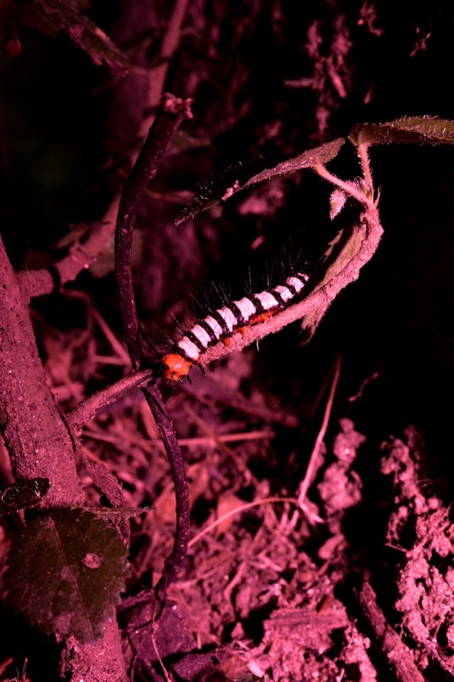 Flash Trails, el bosque de noche con flash, Nikon Z fc