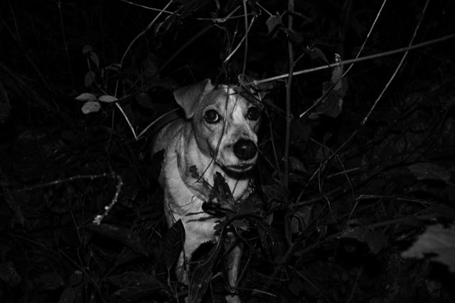 Flash Trails, el bosque de noche con flash, Nikon Z fc