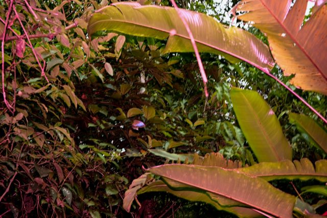 Flash Trails, el bosque de noche con flash, Nikon Z fc