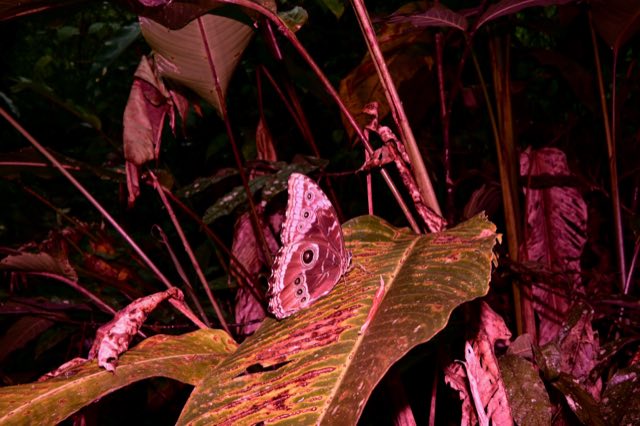Flash Trails, el bosque de noche con flash, Nikon Z fc