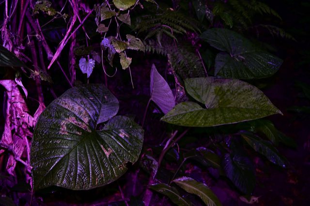 Flash Trails, el bosque de noche con flash, Nikon Z fc