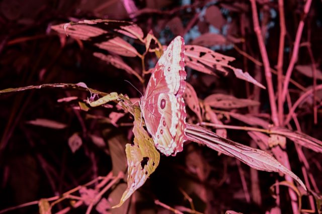 Flash Trails, el bosque de noche con flash, Nikon Z fc