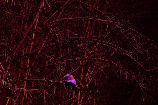 Flash Trails, el bosque de noche con flash, Nikon Z fc
