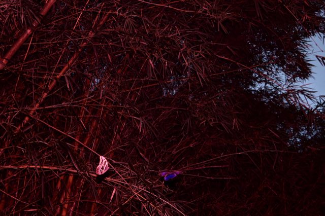 Flash Trails, el bosque de noche con flash, Nikon Z fc