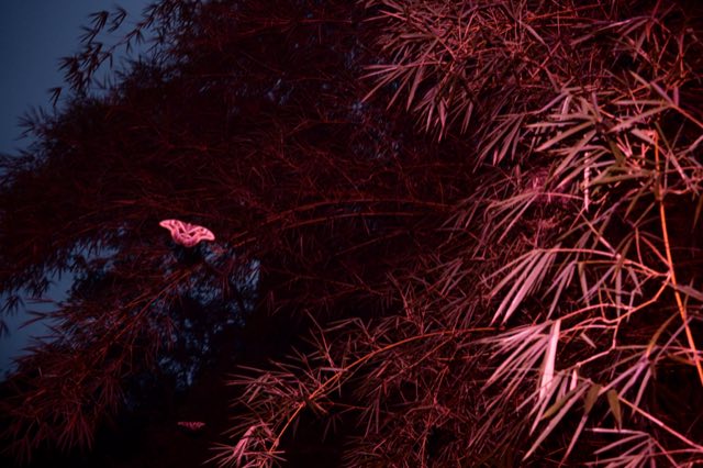 Flash Trails, el bosque de noche con flash, Nikon Z fc