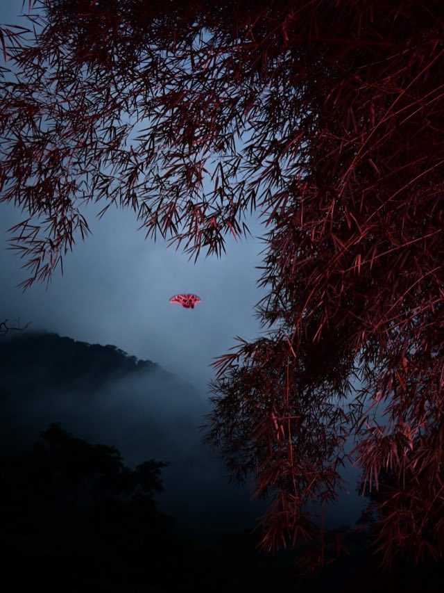 Flash Trails, el bosque de noche con flash, Nikon Z fc