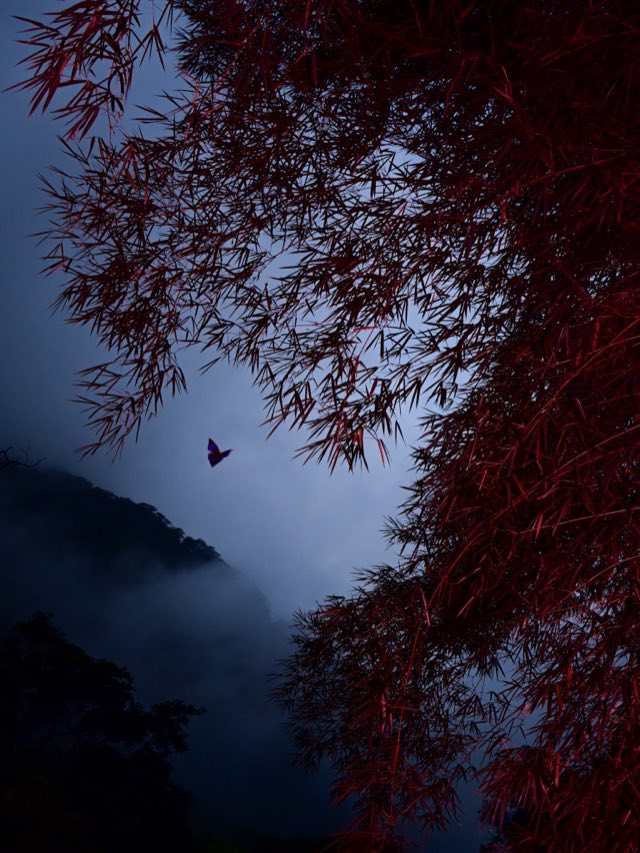 Flash Trails, el bosque de noche con flash, Nikon Z fc