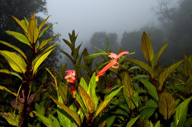 Volcán Turrialba, de la noche a la neblina, Nikon Z fc
