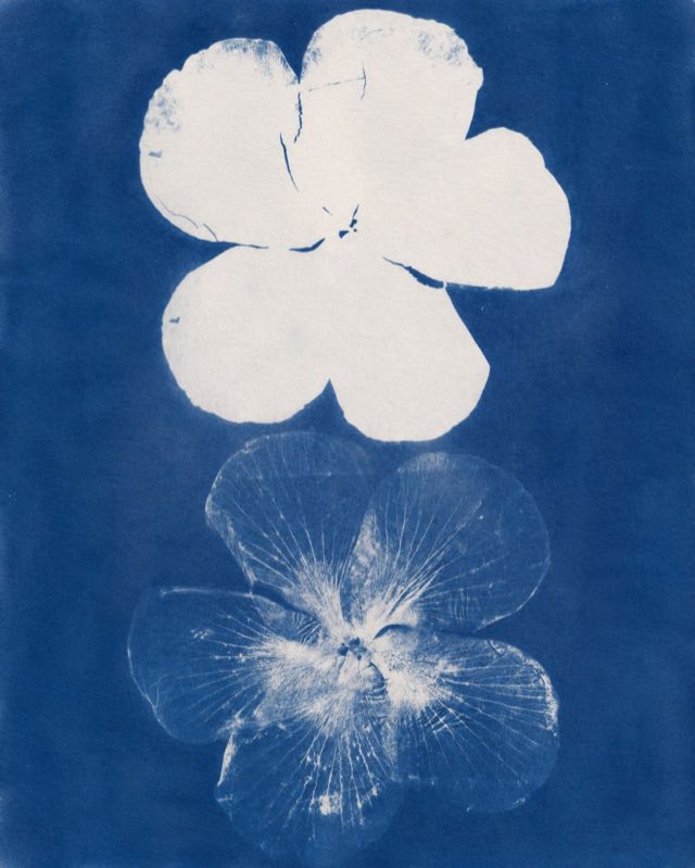 Cianotipia de dos flores sobre azul